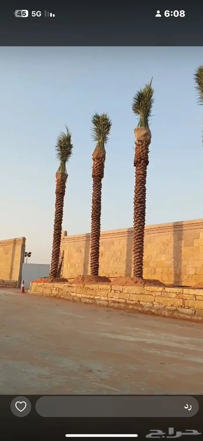 يوجدلديناجميع انواع انخل العربي والواشنطن 37