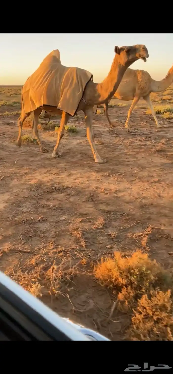 لقحه شعلا كفو ( تم البيع) 0