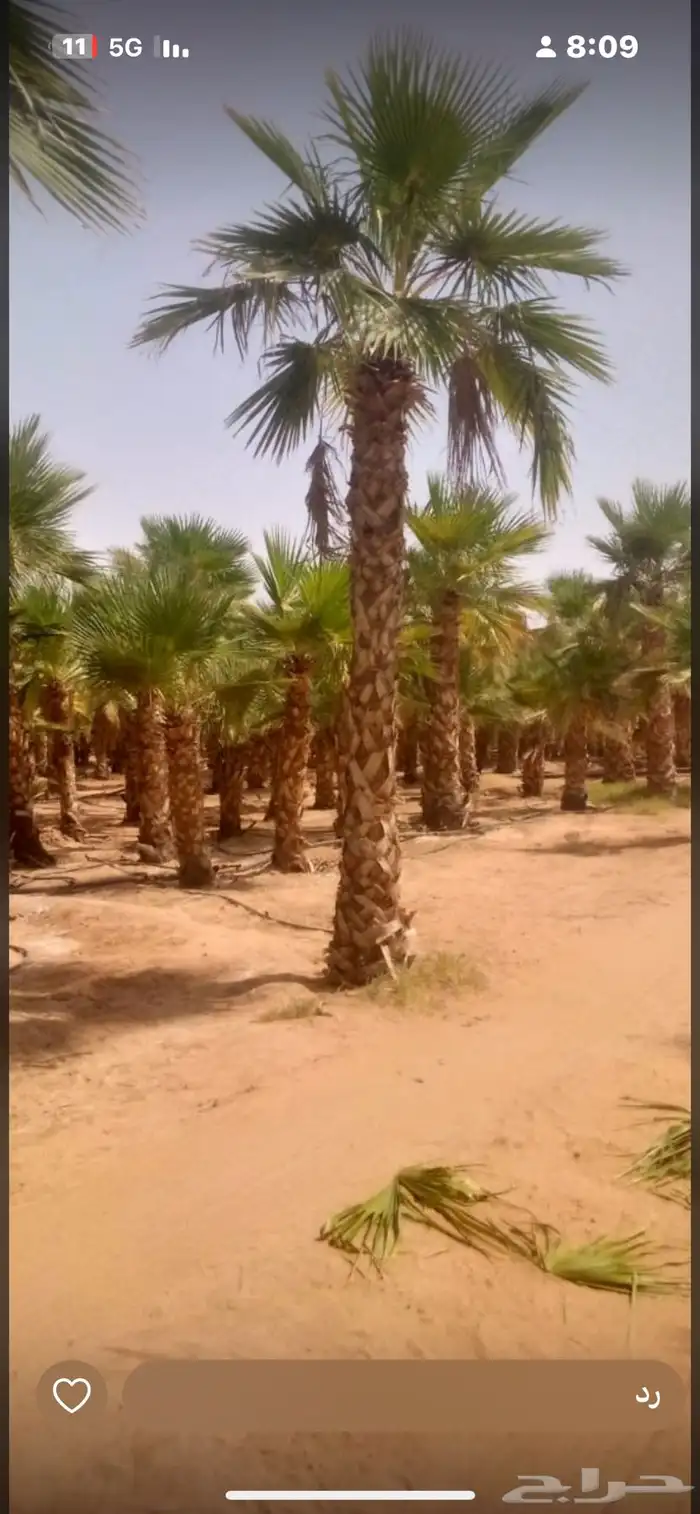 يوجدلديناجميع انواع انخل العربي والواشنطن 19