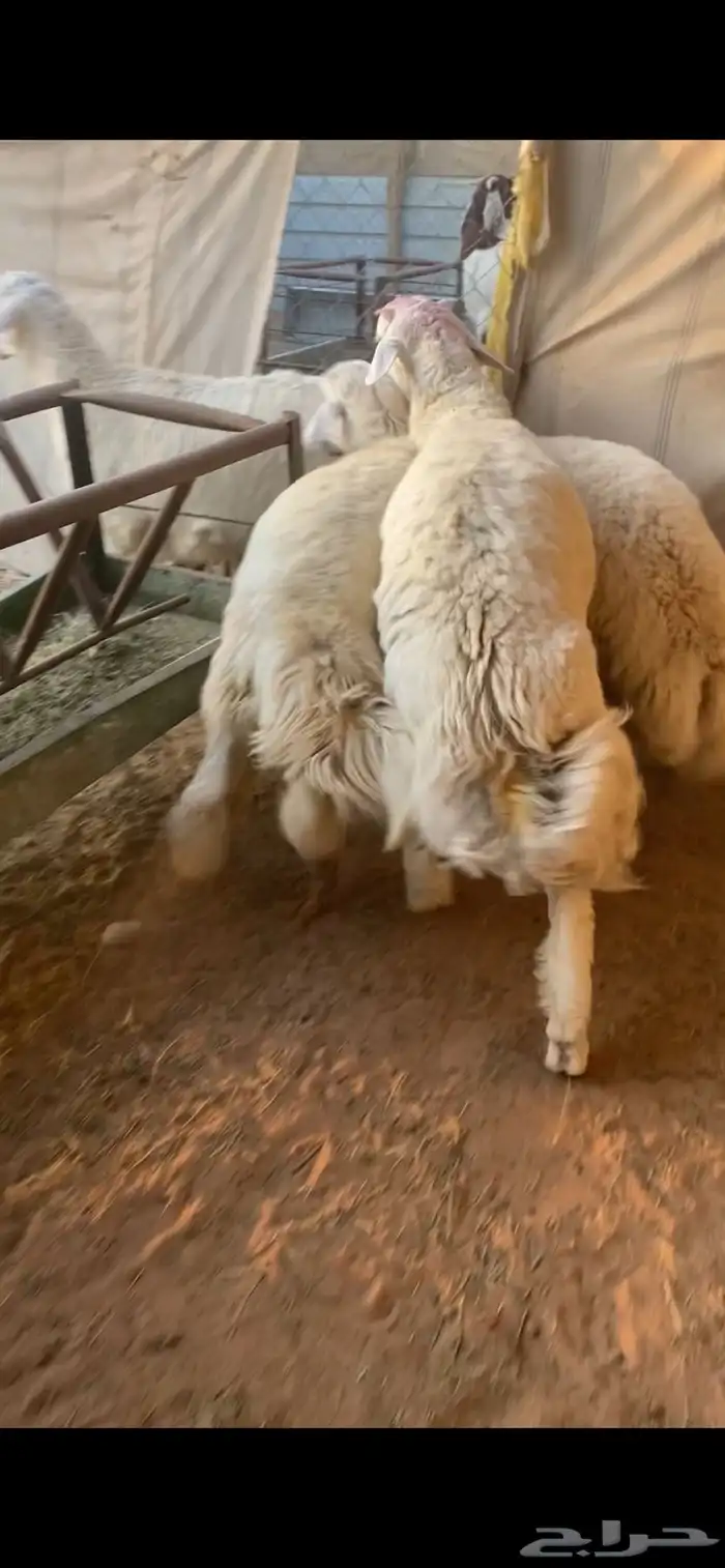 ذبيحتك إلى باب بيتك 7