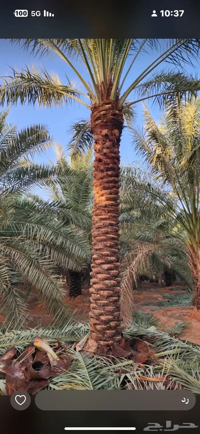 يوجدلديناجميع انواع انخل العربي والواشنطن 26