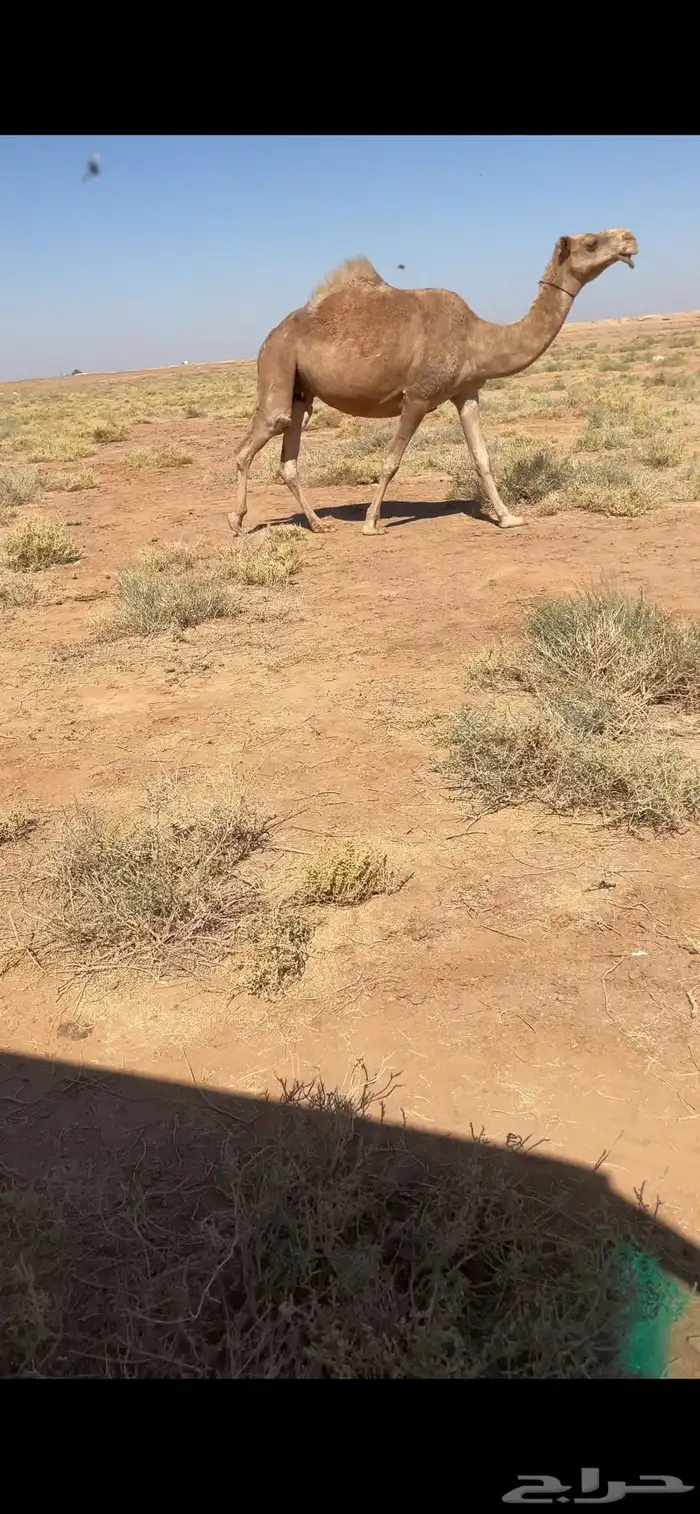 لقحه شعلا كفو ( تم البيع) 4