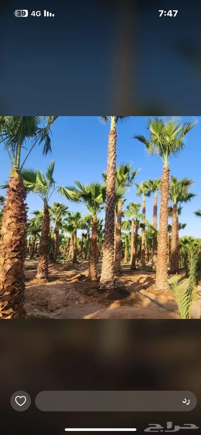 يوجدلديناجميع انواع انخل العربي والواشنطن 25