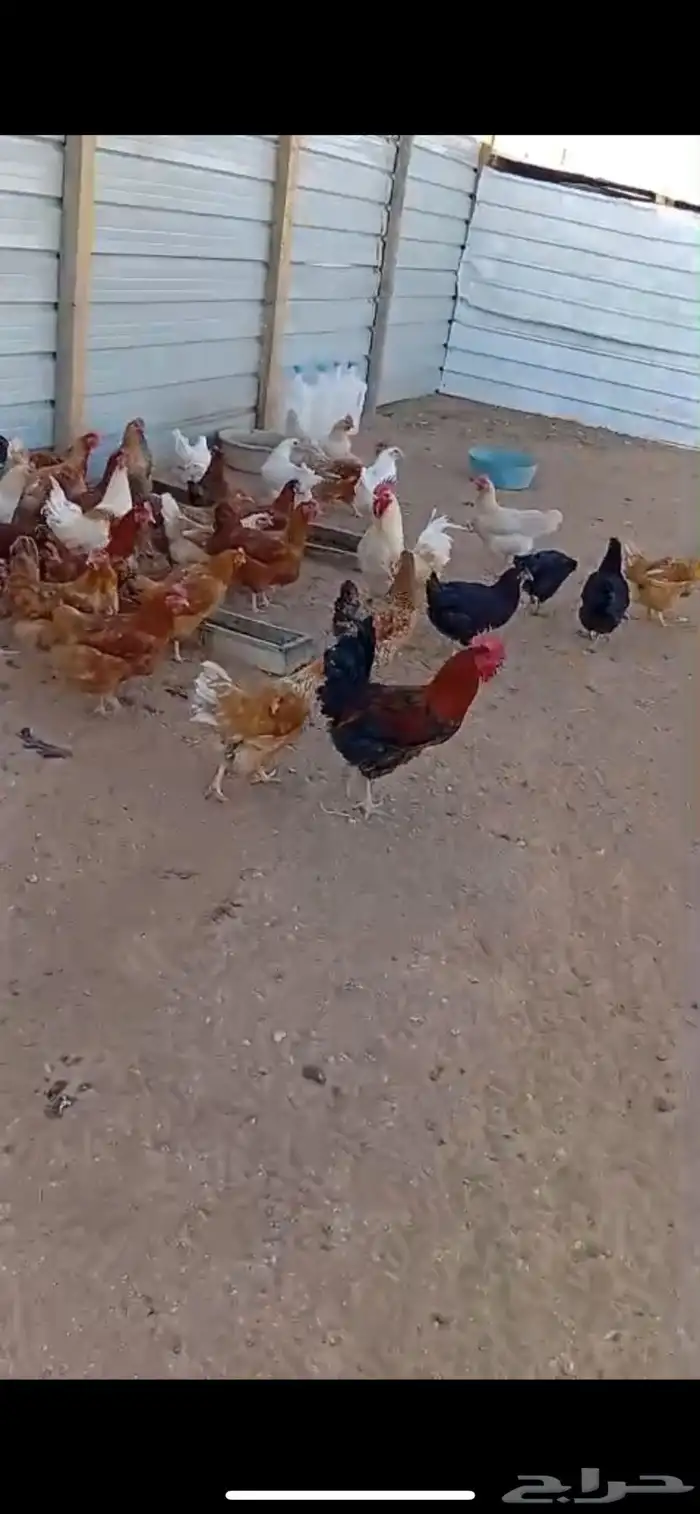 دجاج تركي فواخر 1