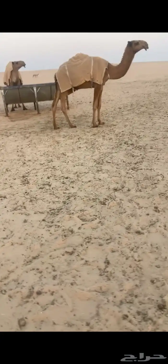 قعود فردي اشعل 1