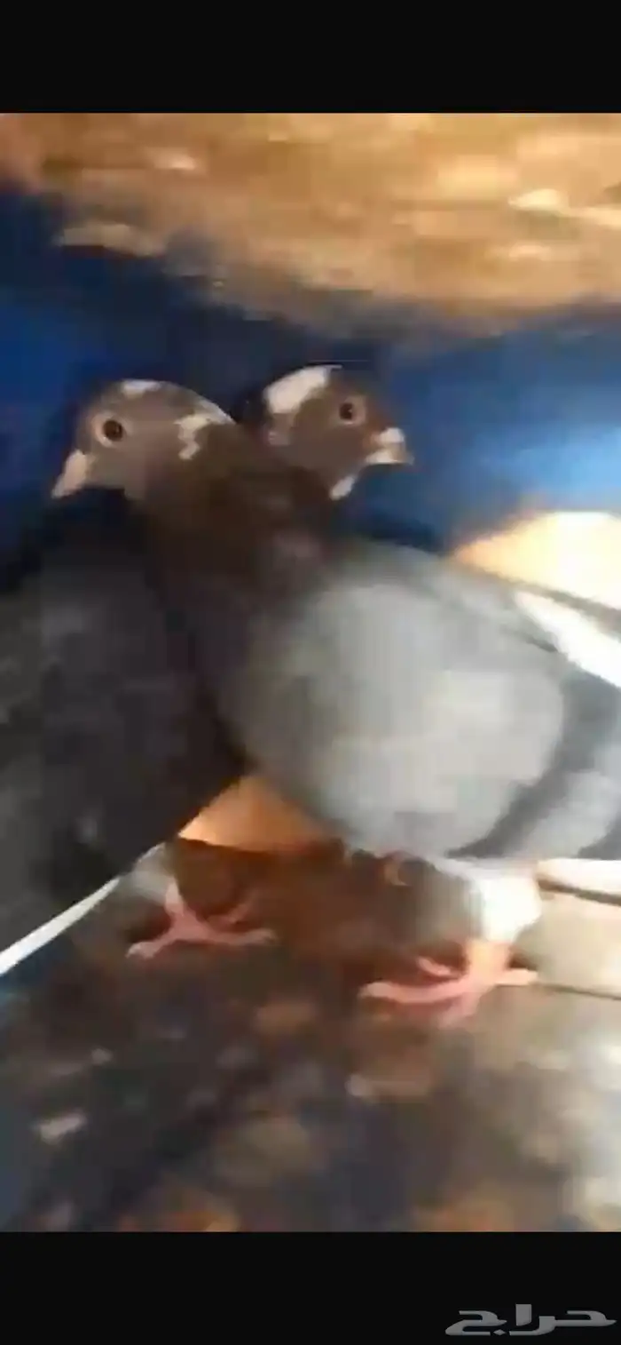 حمام قطايف 0