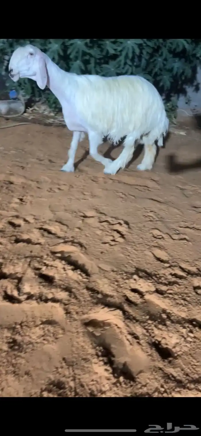 شاه عيسيه كفو 0