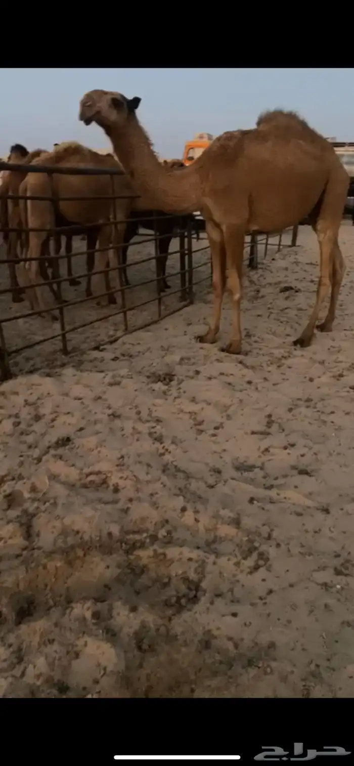 قعود فردي اشعل 3