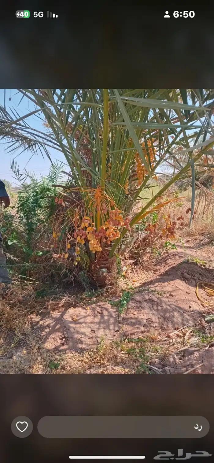 يوجدلديناجميع انواع انخل العربي والواشنطن 0