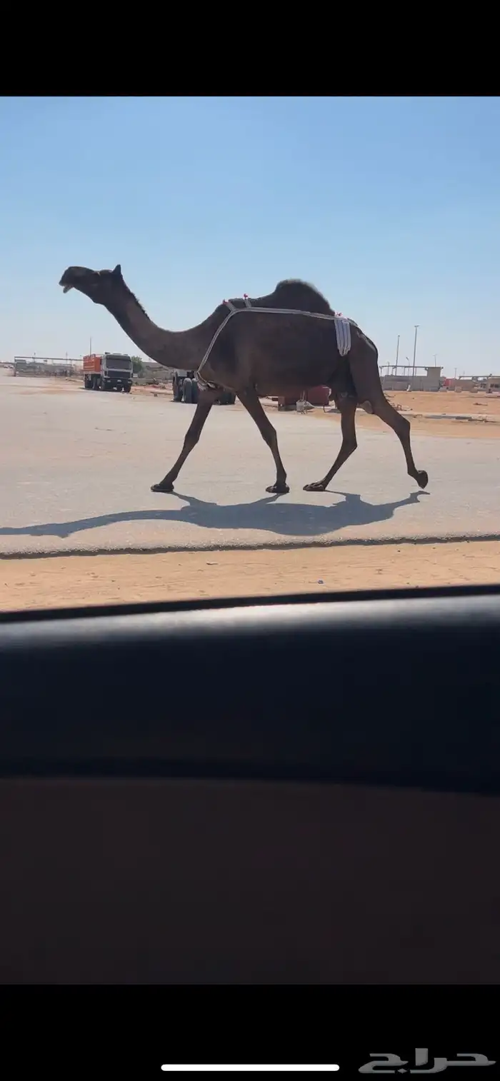 عشرا ضروبه مجهم طيبه 1