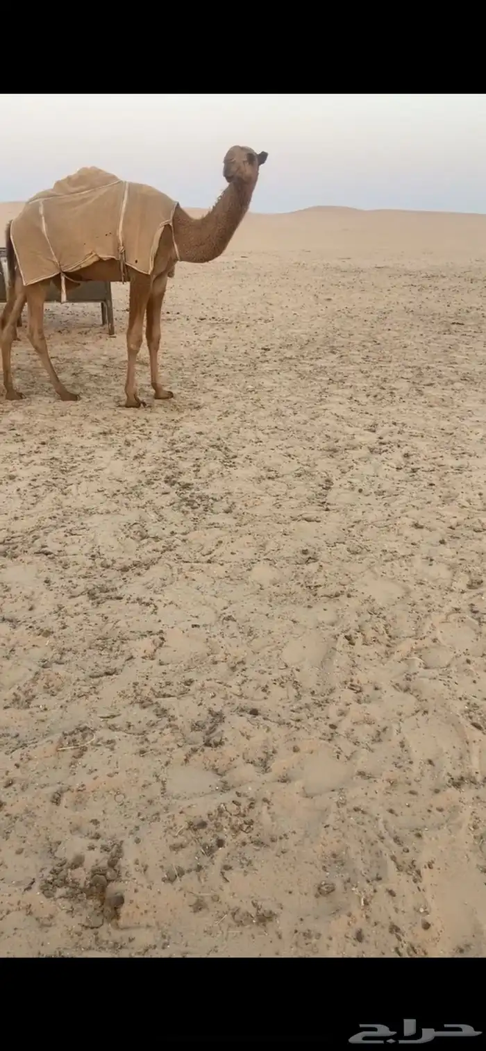 قعود فردي اشعل 2