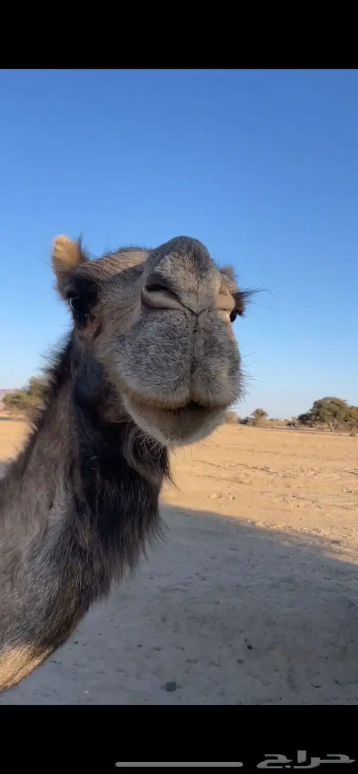 ناقتين لقاح في 10 شهور 0