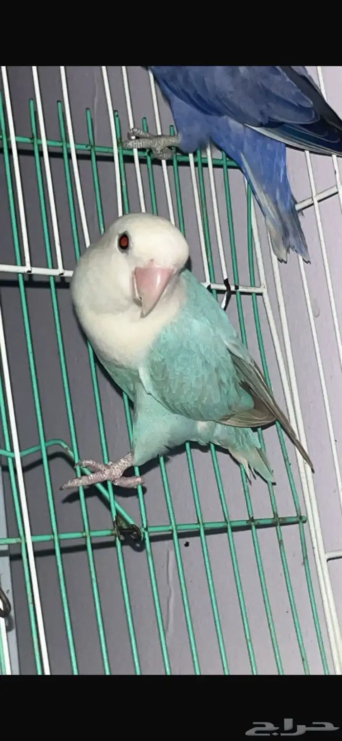 للبيع ذكر روز منتج عرض لمدة 24 ساعه 0