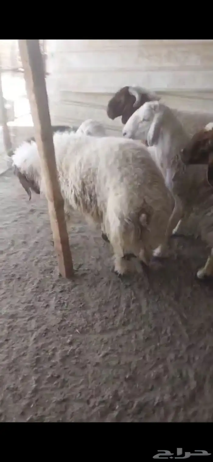 ذبائح تمايم مقفلة شحم ونظيفة شرط بالقرب من دوار الملك سلمان 4