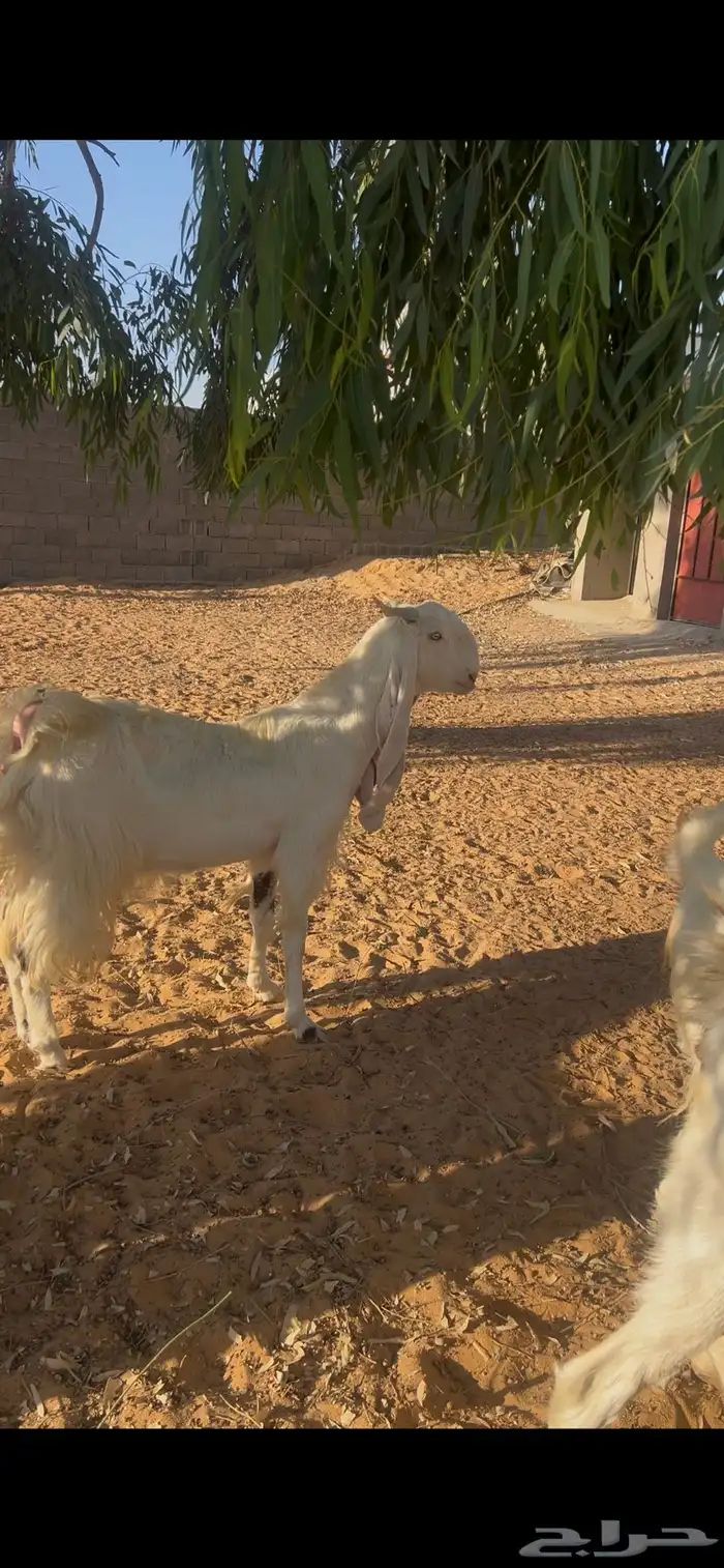 معزا هلنديات 1