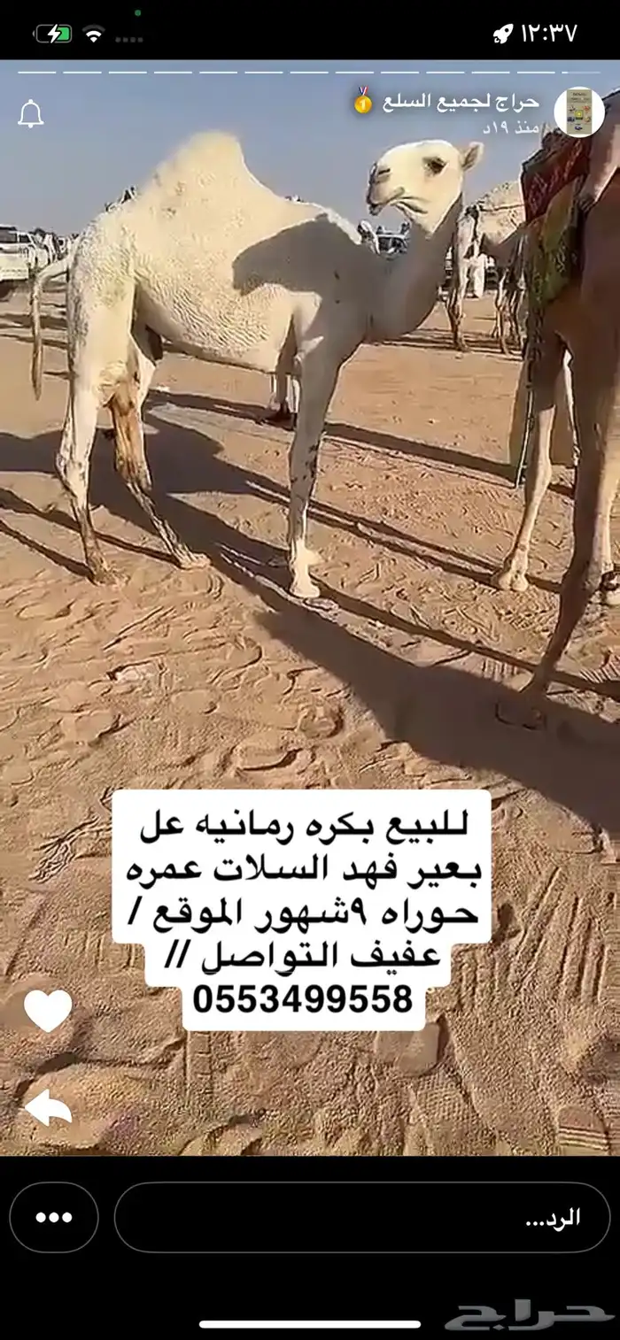 بكره رمانيه عل بعير فهد السلات عمره حوراه 9شهور الموقع عفيف 1