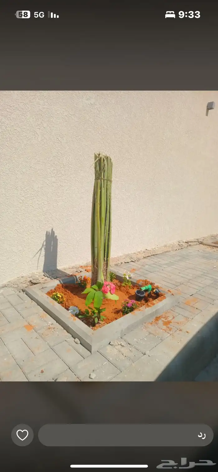 يوجدلديناجميع انواع انخل العربي والواشنطن 16