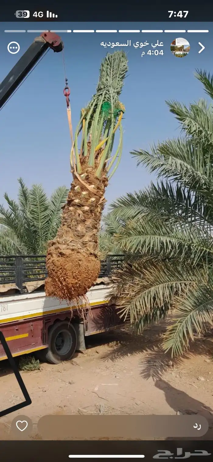 يوجدلديناجميع انواع انخل العربي والواشنطن 23