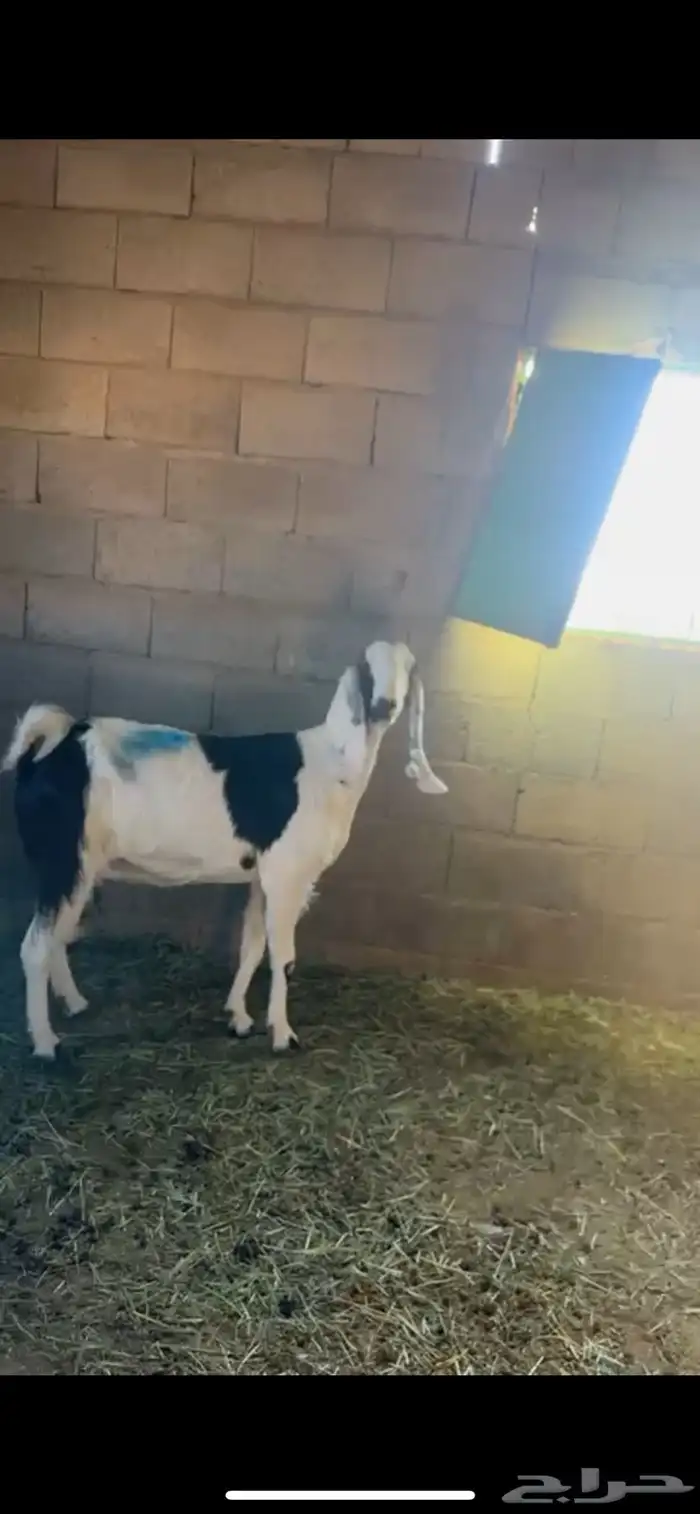 معزا هولنديه دفيع 2