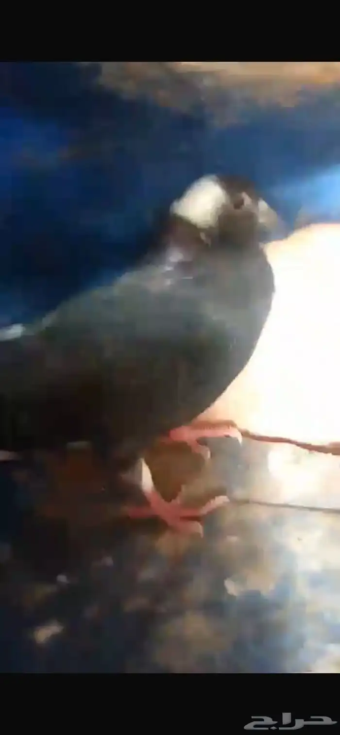 حمام قطايف 3