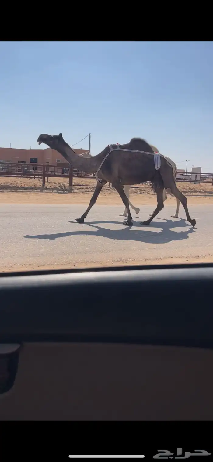 عشرا ضروبه مجهم طيبه 2