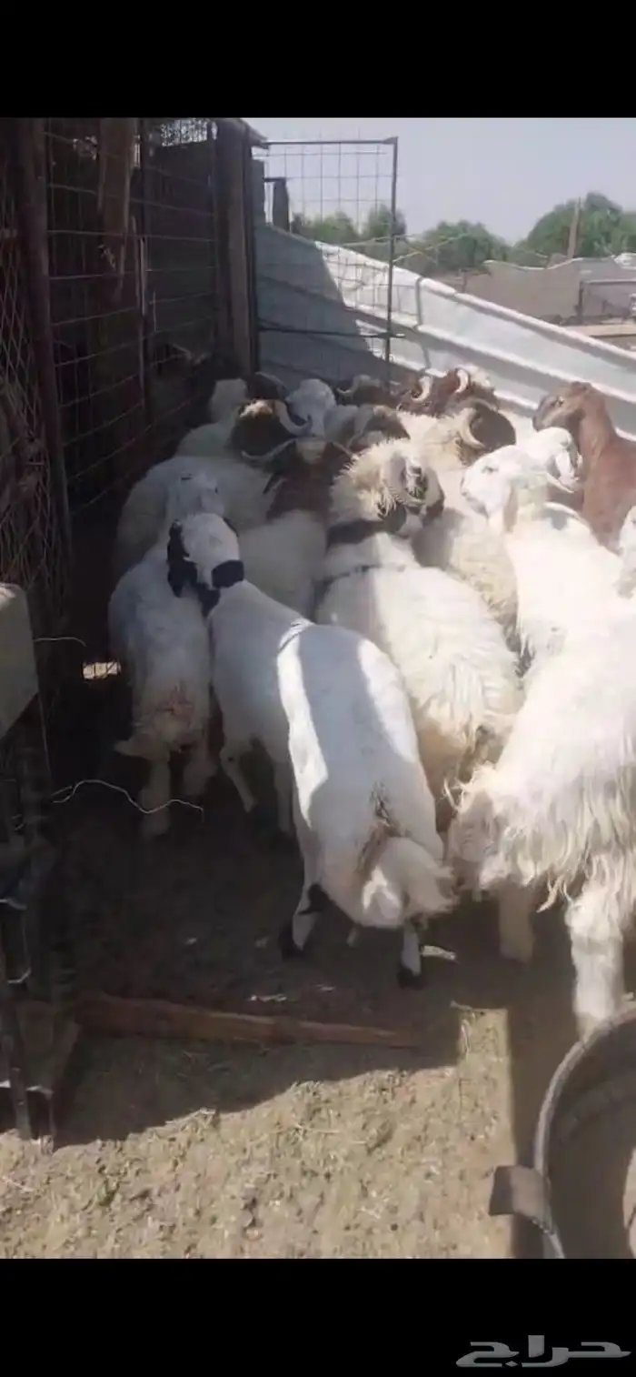 ذبائح تمايم مقفلة شحم ونظيفة شرط بالقرب من دوار الملك سلمان 0