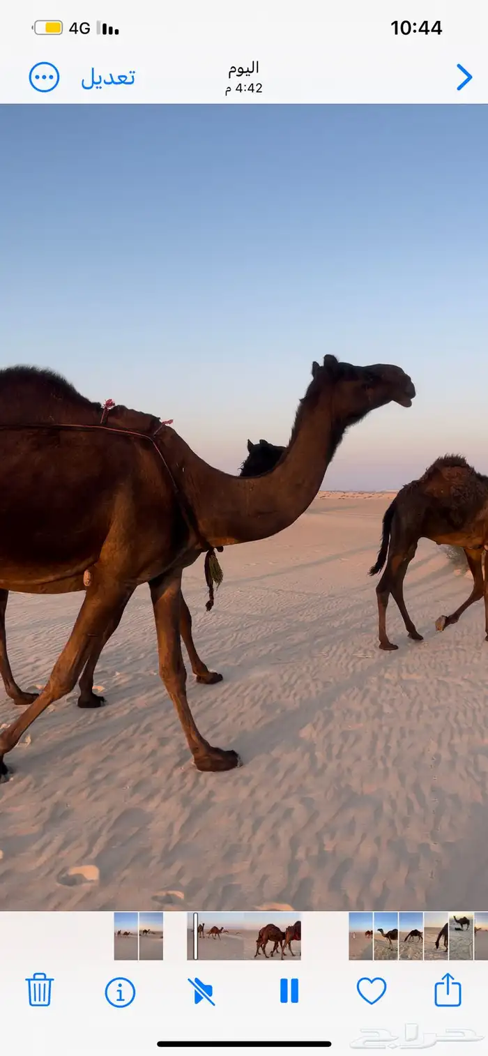 عشراء ضروبه ثنو من خيار البل 3