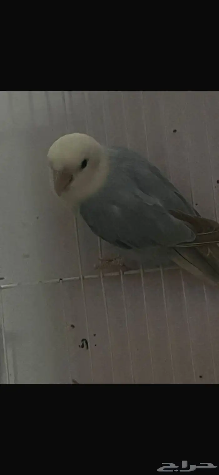 للبيع ذكر روز منتج عرض لمدة 24 ساعه 3