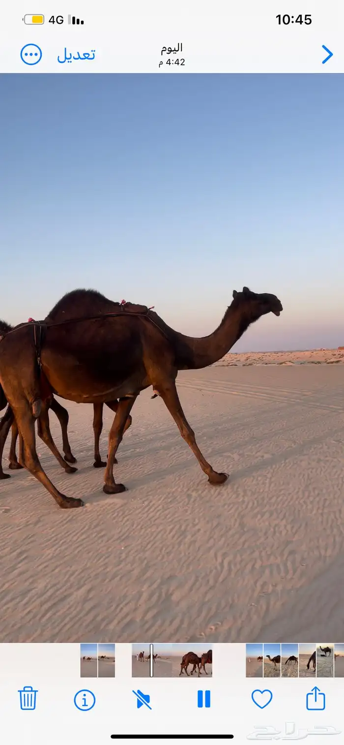 عشراء ضروبه ثنو من خيار البل 2