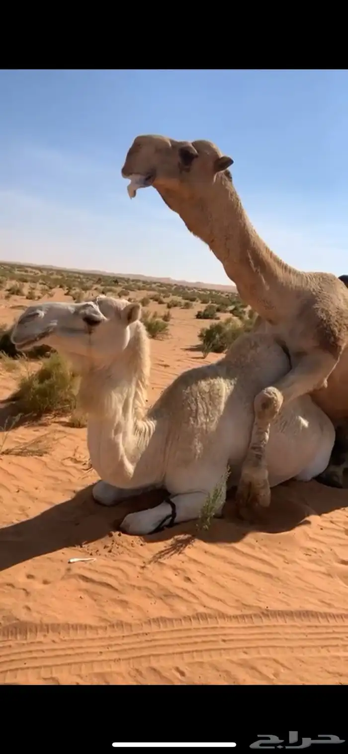 لقحه شعلا كفو ( تم البيع) 5