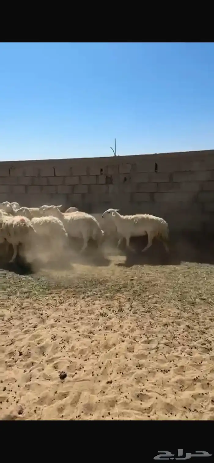 ضان حريات العدد 20 مع الفحل 1