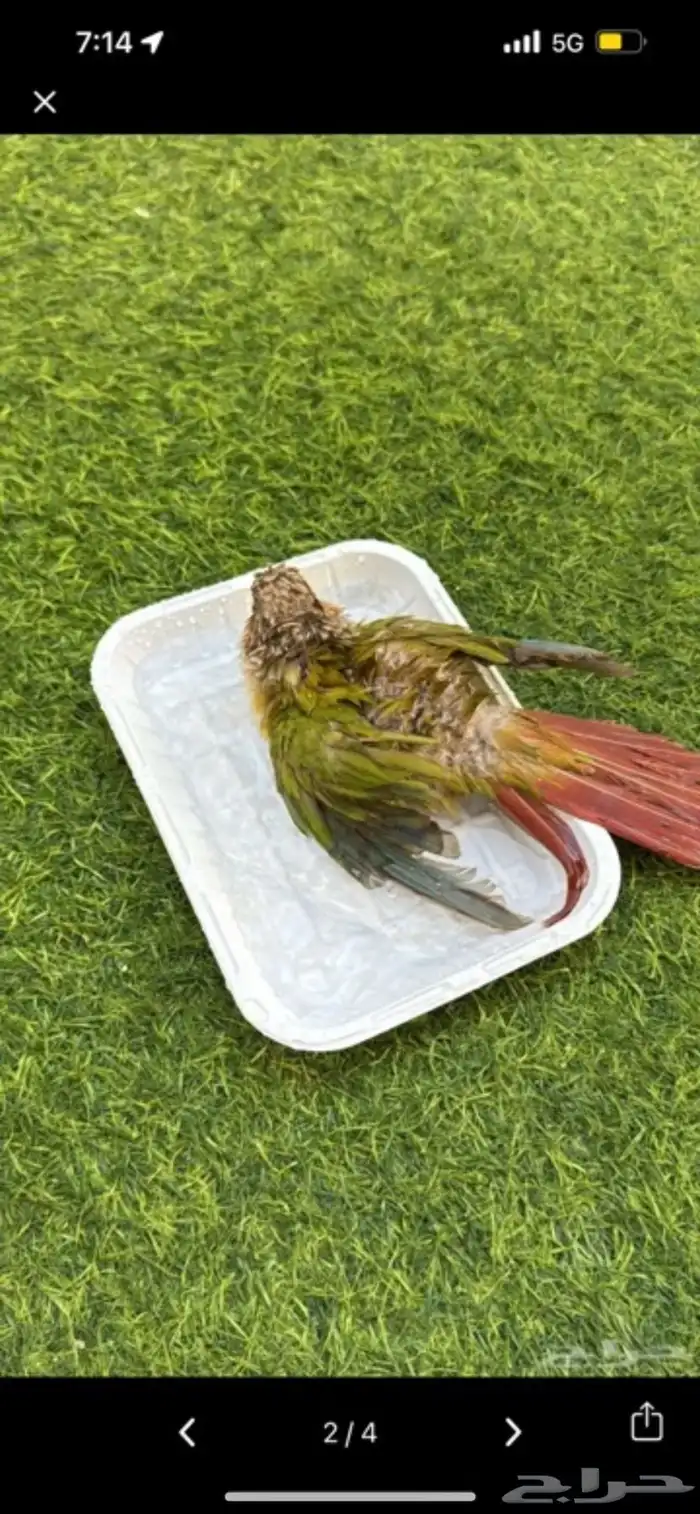 طير كنيور مفقود بالحساء المباركيه 0