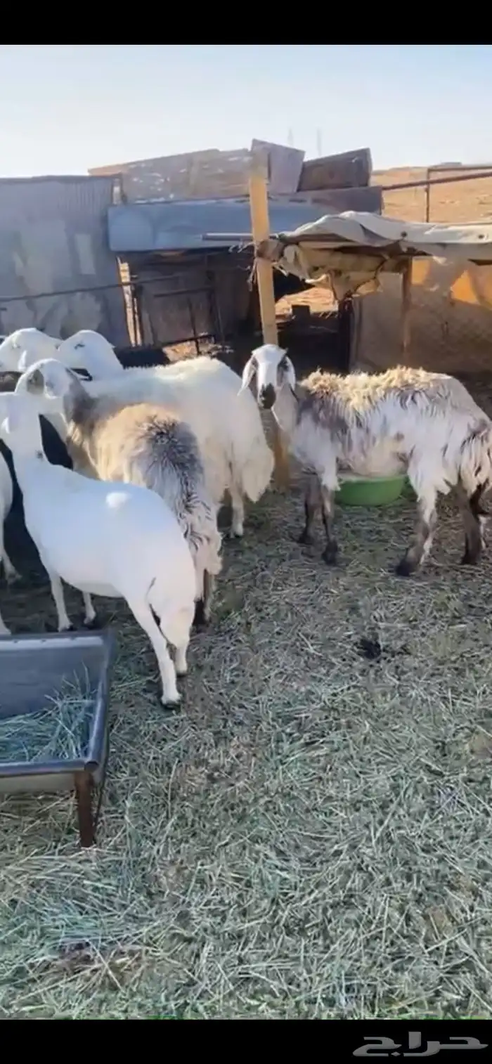 للبيع غنم حريات 3