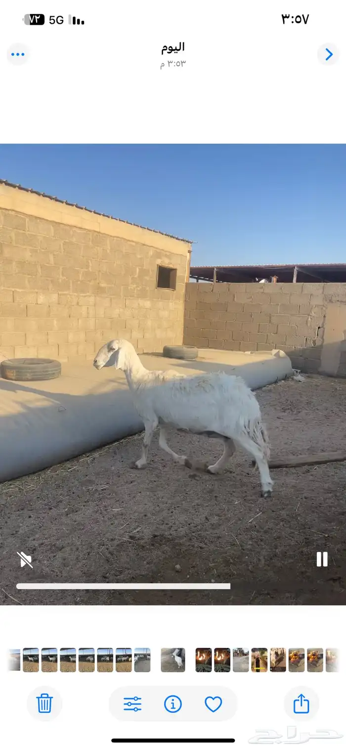 شاه حريه دافع شرط 1