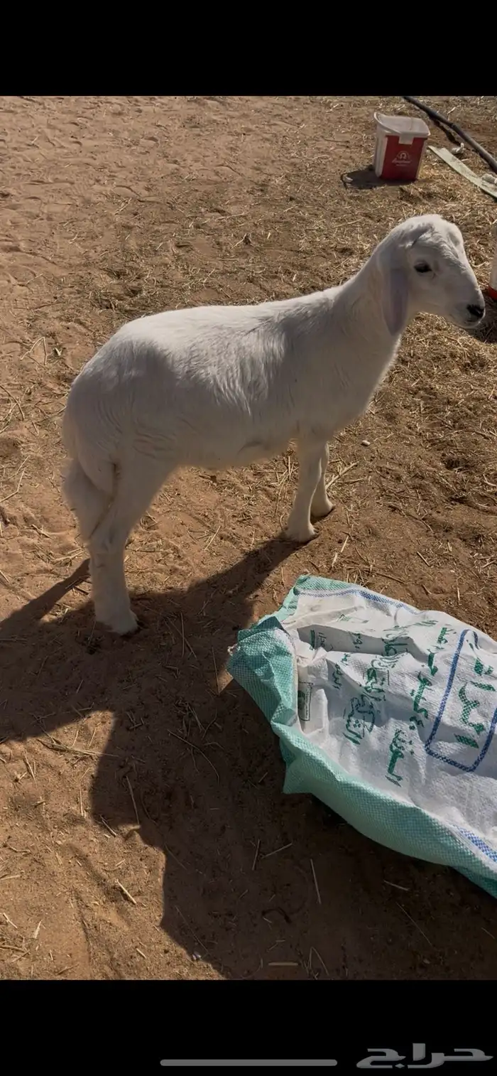 ذبيحتك إلى باب بيتك 0