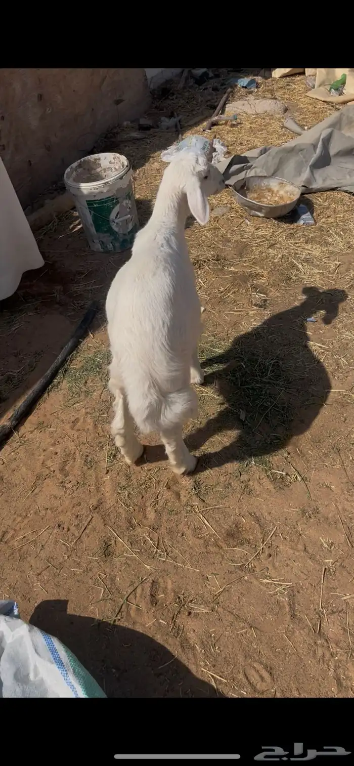 ذبيحتك إلى باب بيتك 1