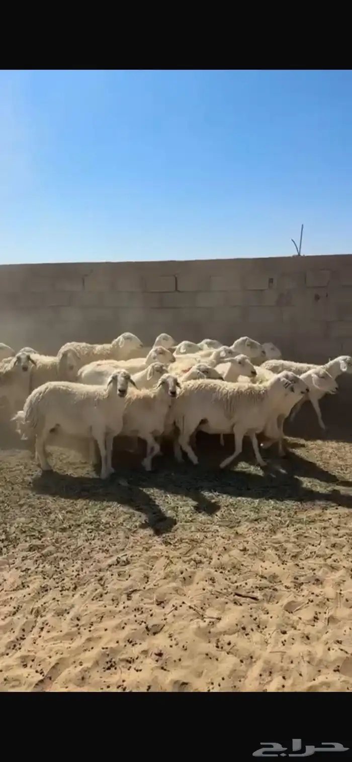 ضان حريات العدد 20 مع الفحل 0