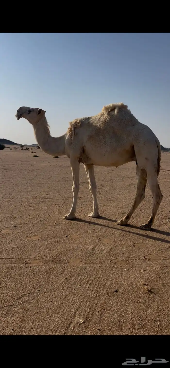 ناقه ضروبه للبيع طيبه 0