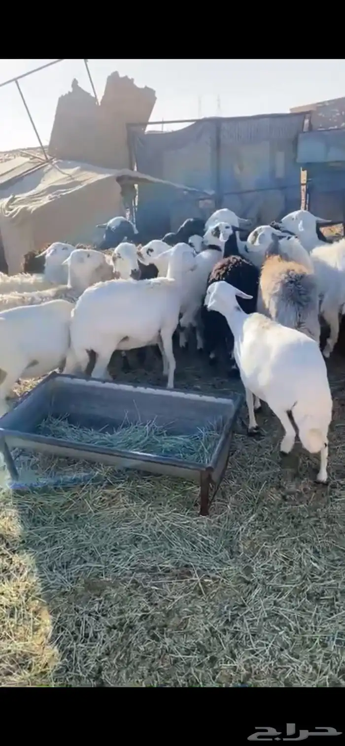 للبيع غنم حريات 0