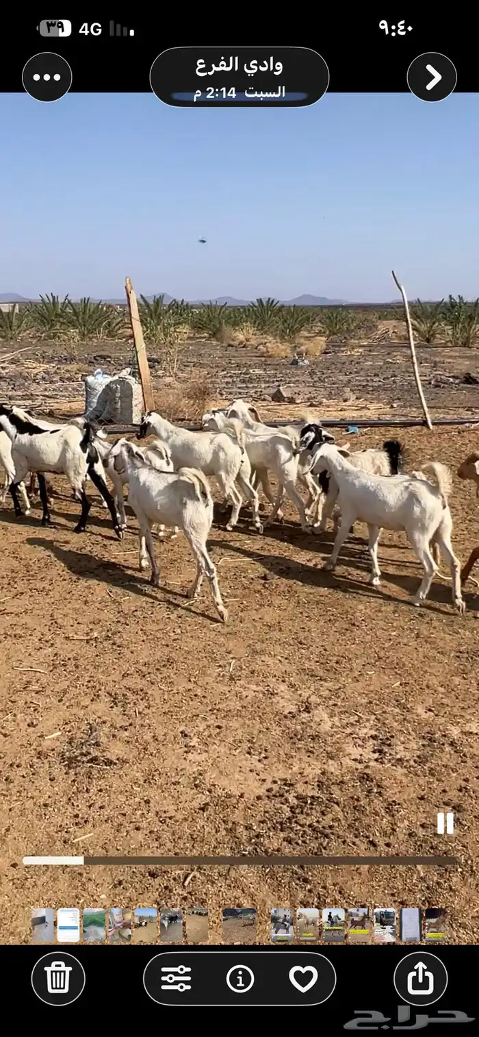 جفار بيشيات ومهجنات مع مصريات 4