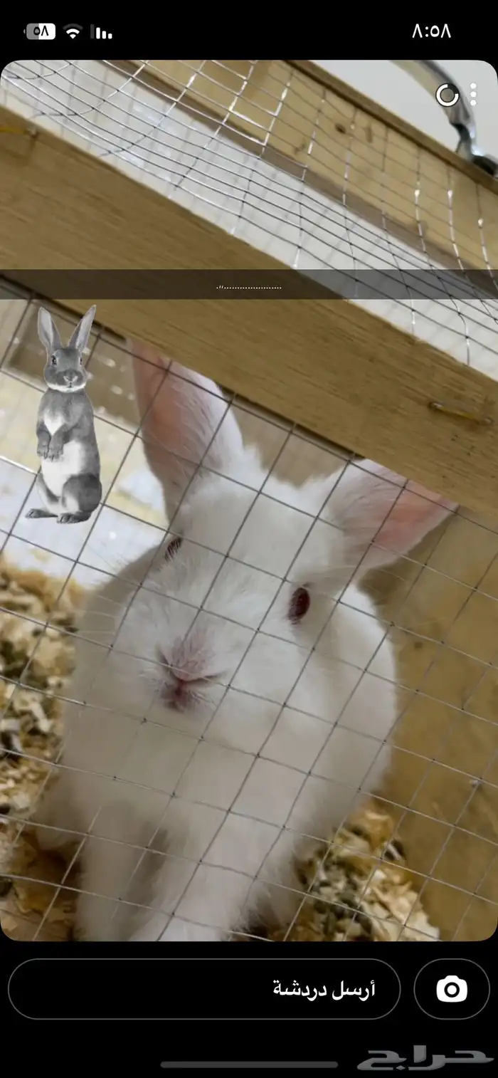 أرنب للبيع بكامل اغراضه 4