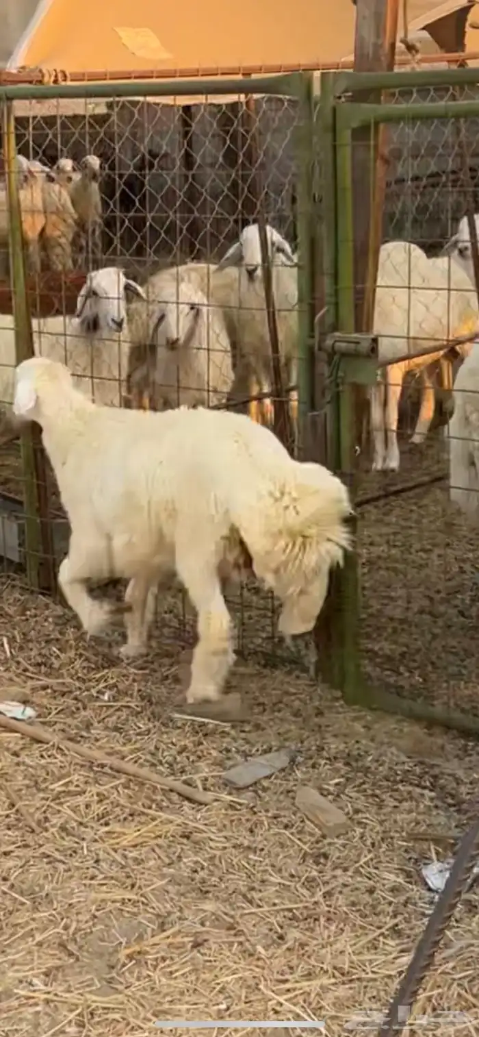 طلي ذبيحة ((تم البيع )) 0