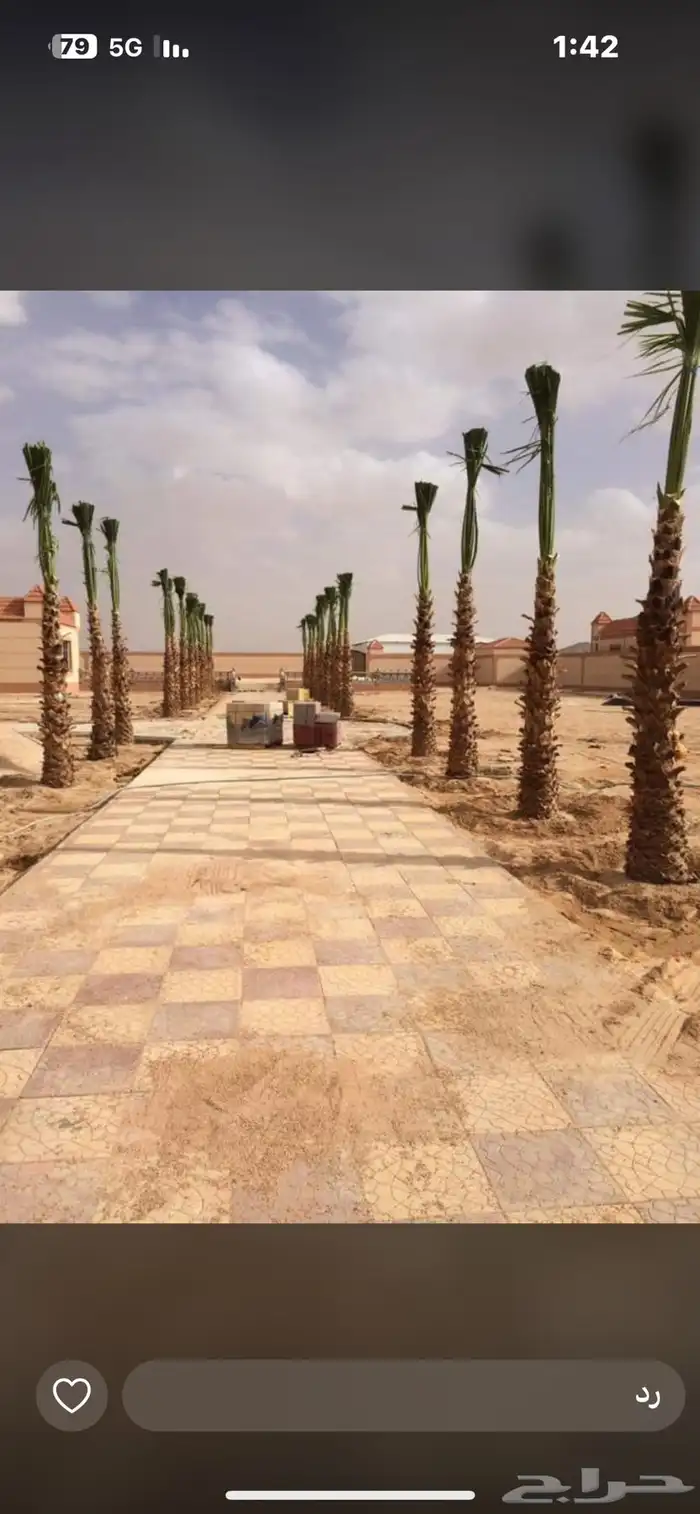 يوجدلديناجميع انواع انخل العربي والواشنطن 2