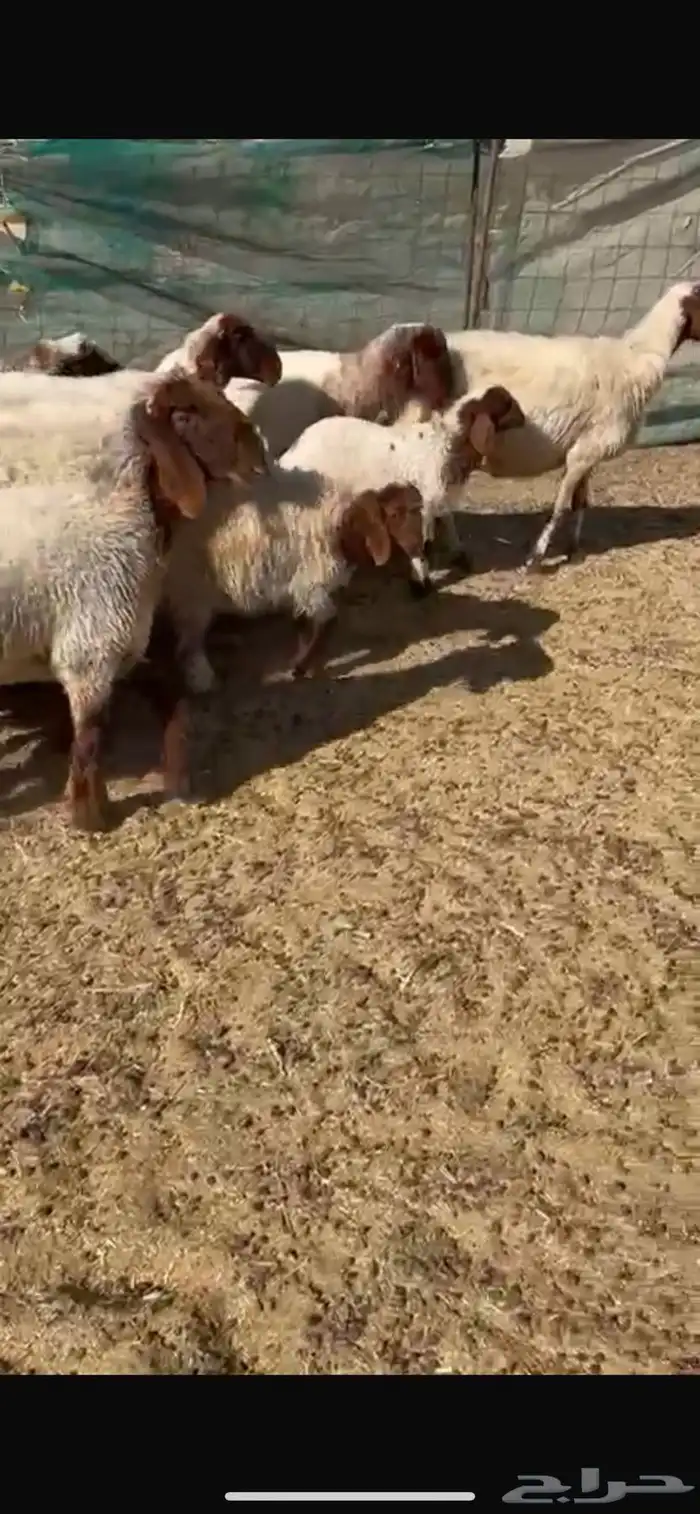 غنم طيبه للبيع 4