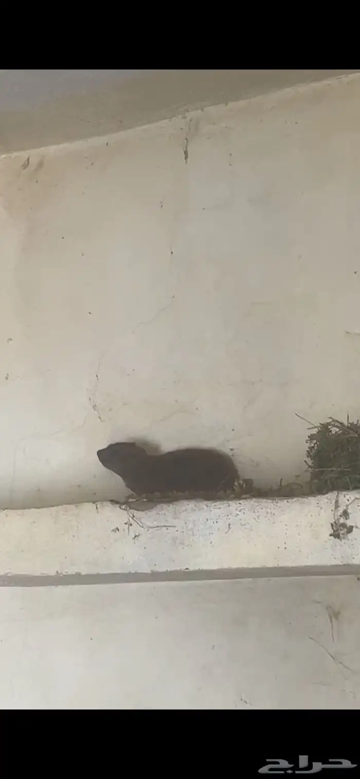 وبران بريه 2