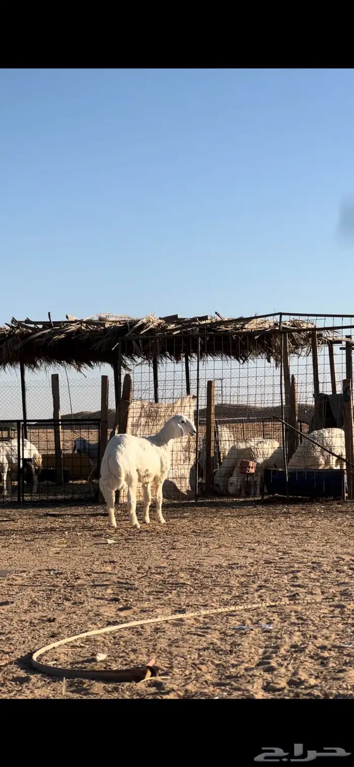 مشروع فحل فاخر 0