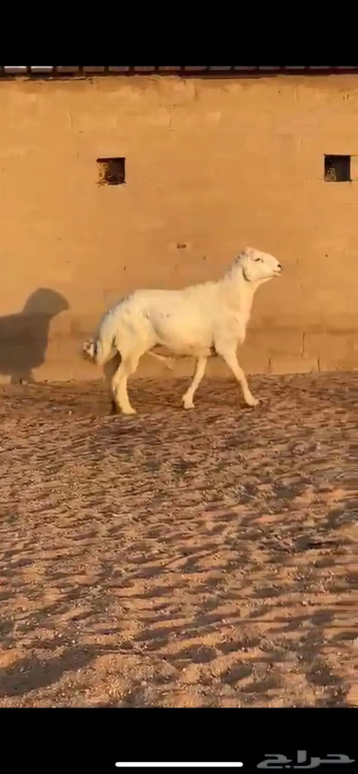 فحل حري للبيع 0