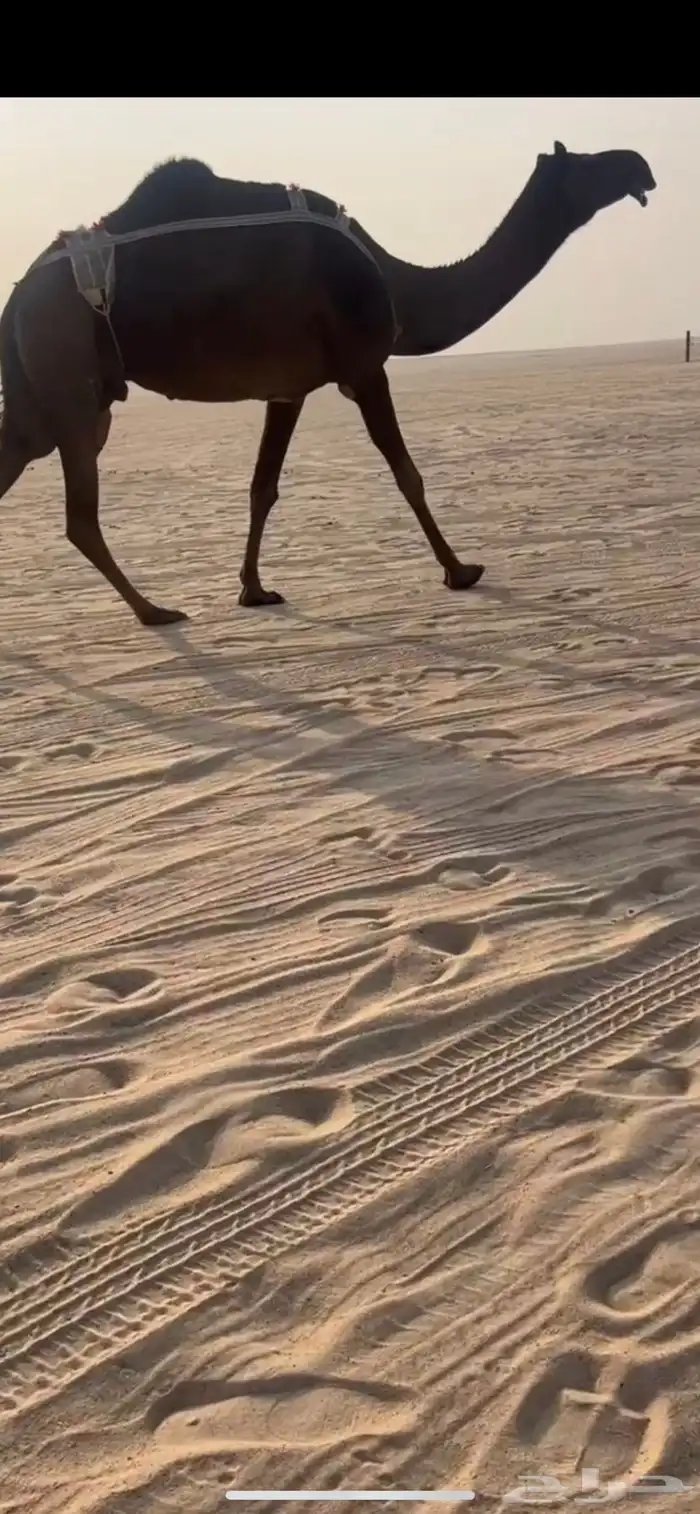 عشرا سلم العذاريب 1