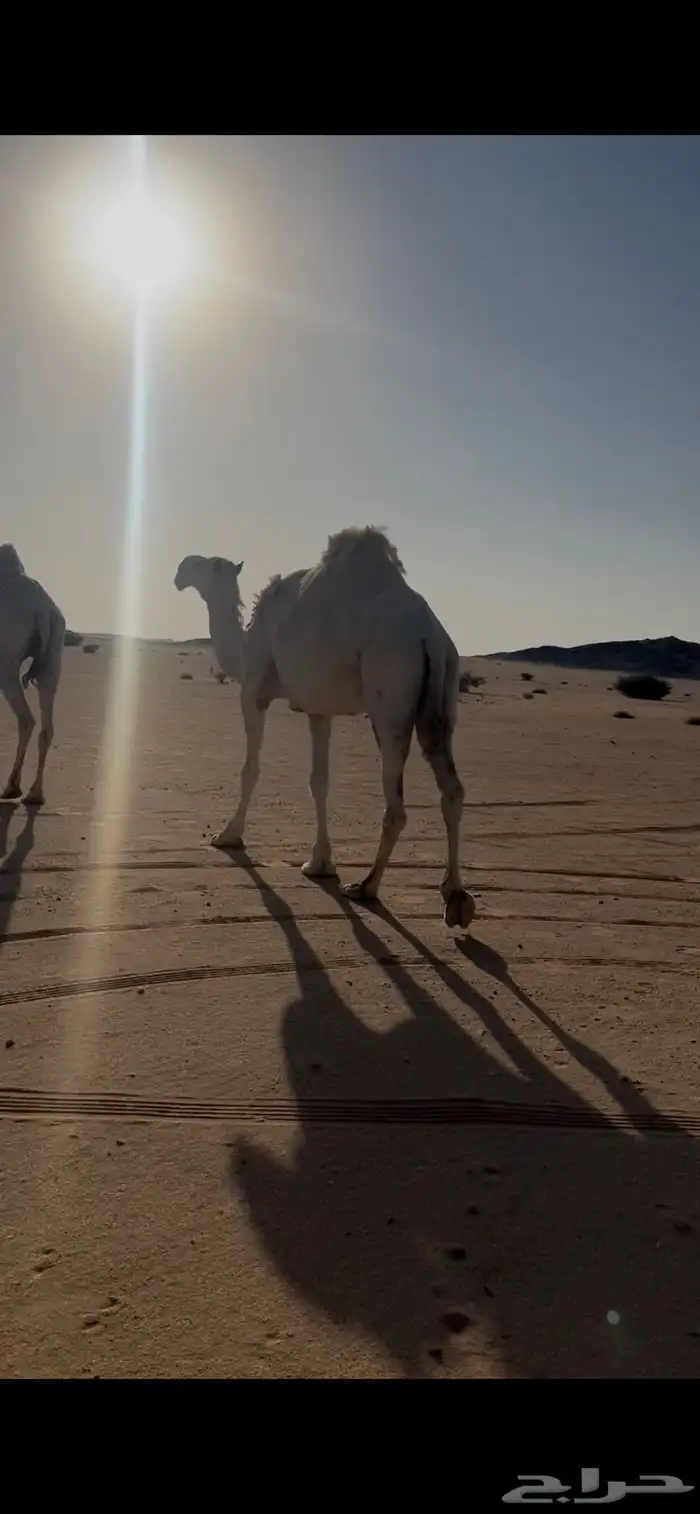 ناقه ضروبه للبيع طيبه 2