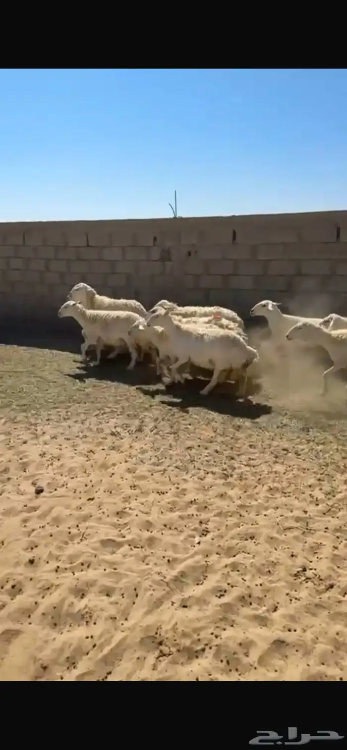 ضان حريات العدد 20 مع الفحل 3